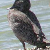 Freckled Duck